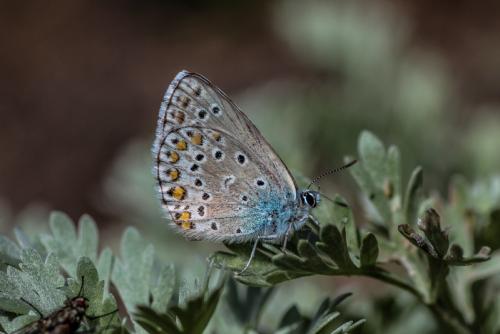 Réf. 217 620 : Plebejus trappi
